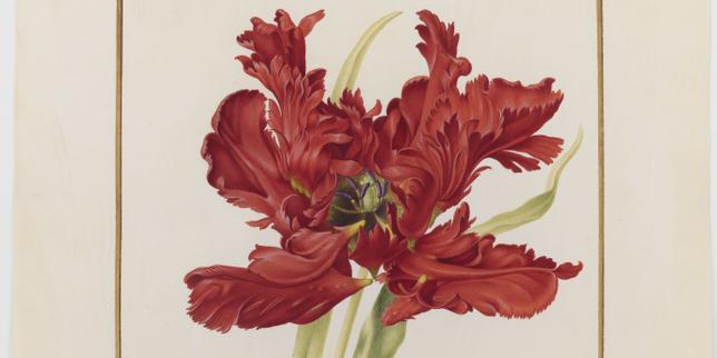 Les vélins du Jardin des plantes, un trésor caché