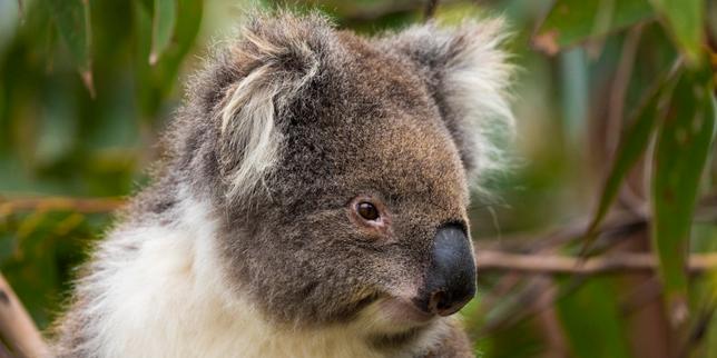The Australian island that could be the key to koalas' survival