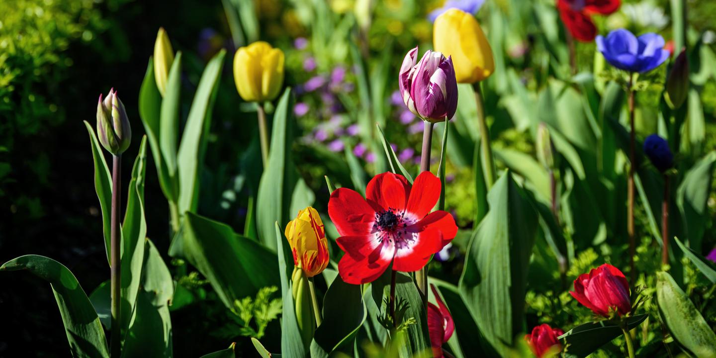 L'épopée des jardins botaniques en Europe depuis la Renaissance