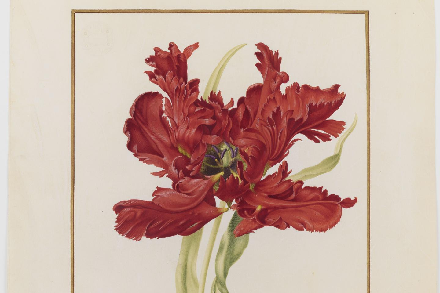 Les vélins du Jardin des plantes, un trésor caché