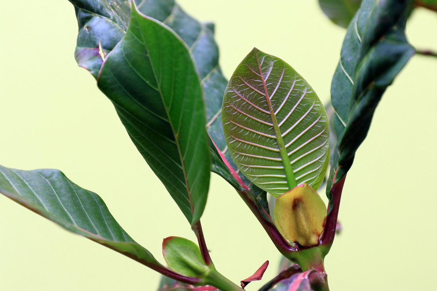 Comment une enquête scientifique a percé le secret de la synthèse de la quinine