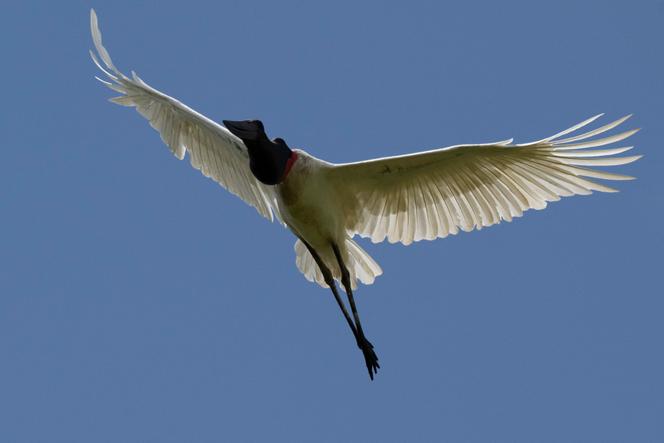 Um tuiuiu, ou íbis jabiru (Jabiru mycteria), no Pantanal, Mato Grosso do Sul, Brasil, 20 de março de 2026.