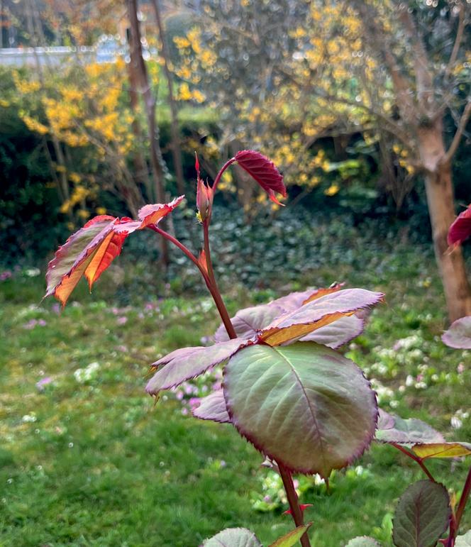 Un rosier, le 21 mars 2026.