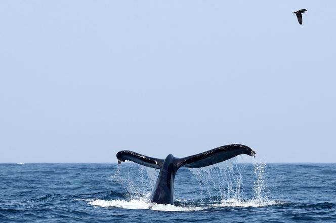 La queue d’une baleine à bosse dans l’océan Pacifique, près de Morro Bay (Californie, Etats-Unis), le 21 septembre 2023.