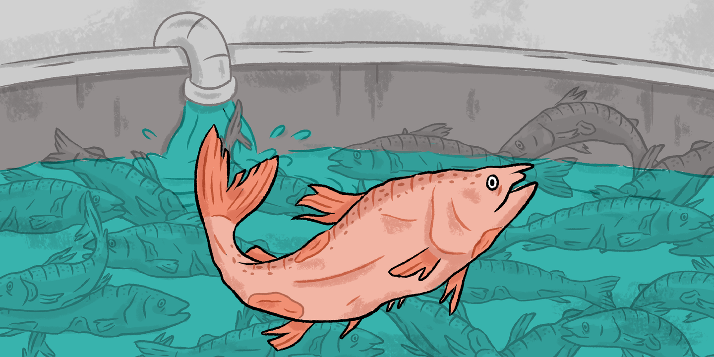 Tout comprendre au projet de ferme-usine à saumons Pure Salmon qui mobilise contre lui associations et scientifiques en Gironde