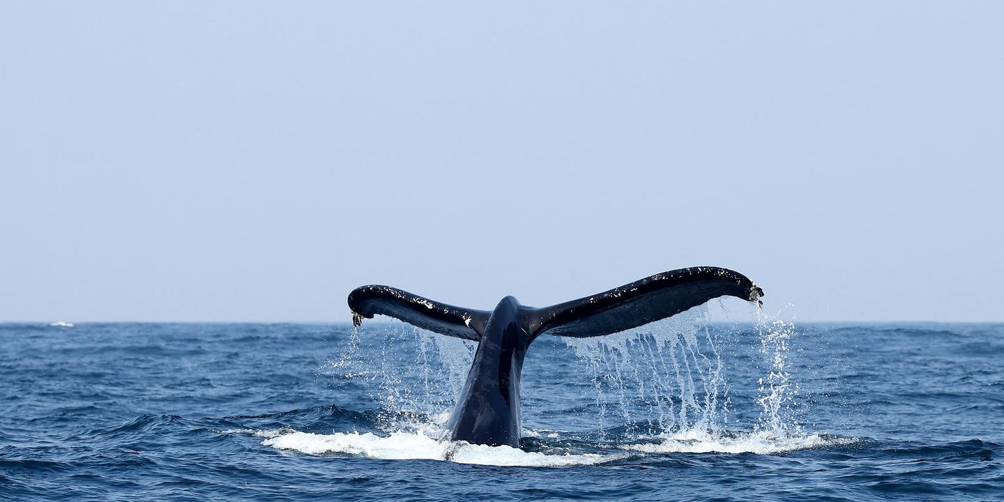 Une première COP Océans prévue à New York en janvier 2027 pour protéger les écosystèmes marins