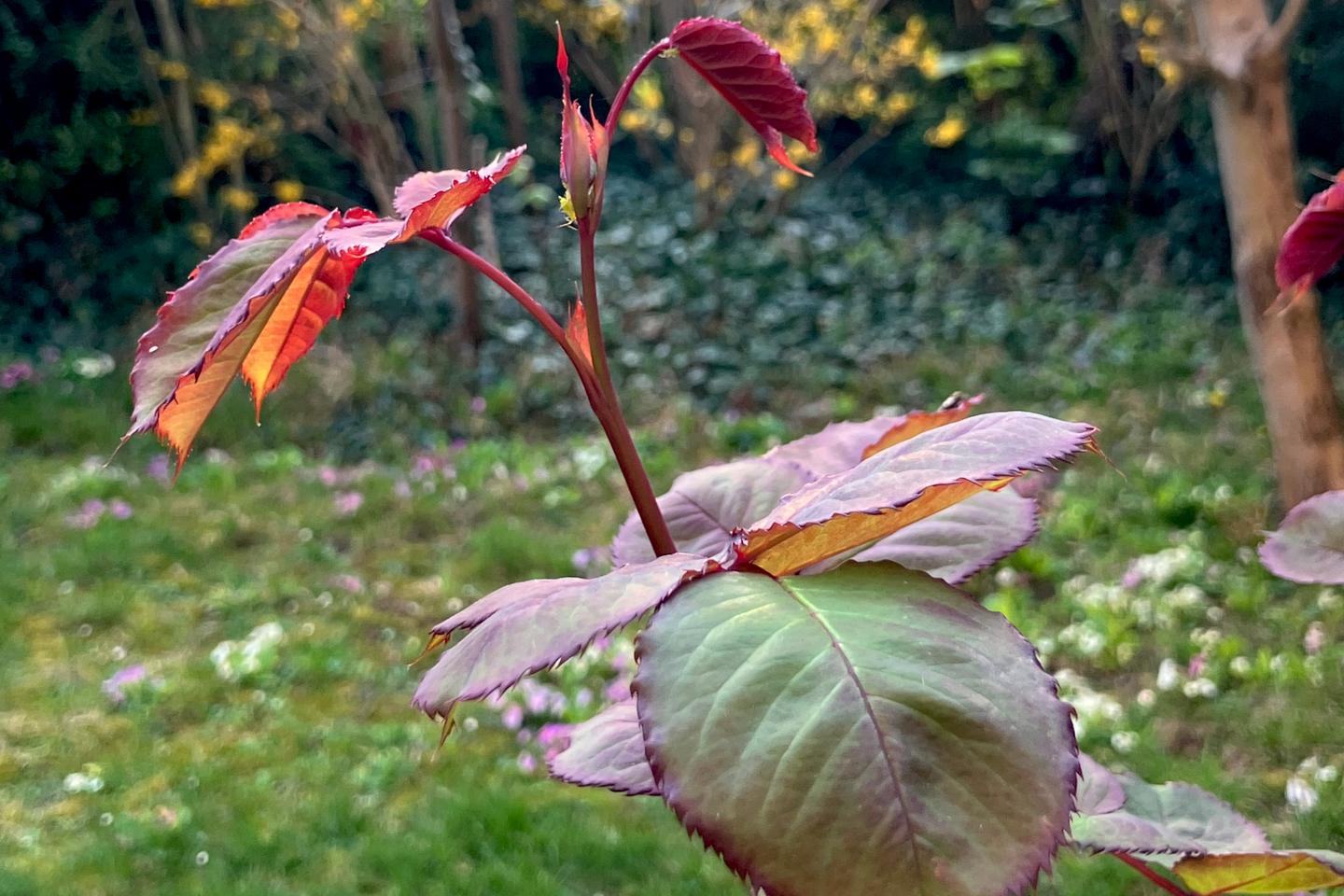 Pourquoi les jeunes feuilles rougeoient au printemps Pourquoi les jeunes feuilles rougeoient au printemps