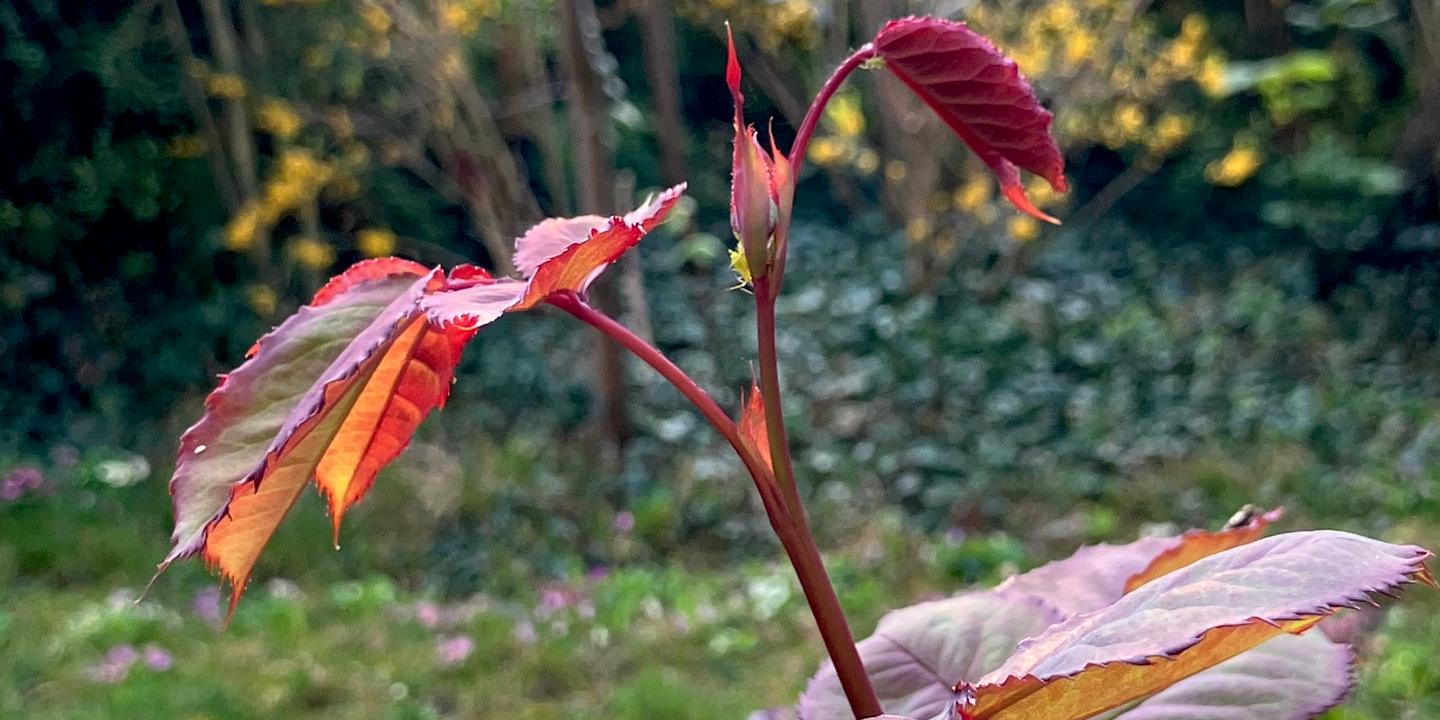 Le mystère des jeunes feuilles rouges au printemps enfin élucidé