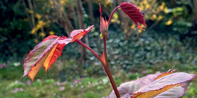 Pourquoi les jeunes feuilles rougeoient au printemps