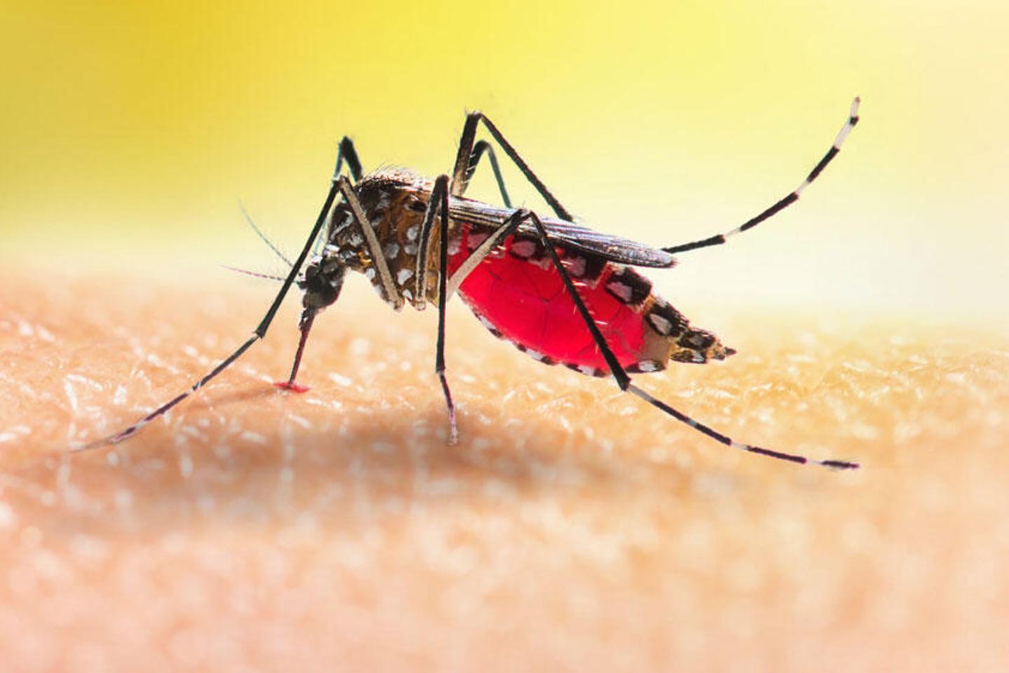 Les bonnes habitudes à prendre dès le printemps pour éviter une invasion de moustiques l’été