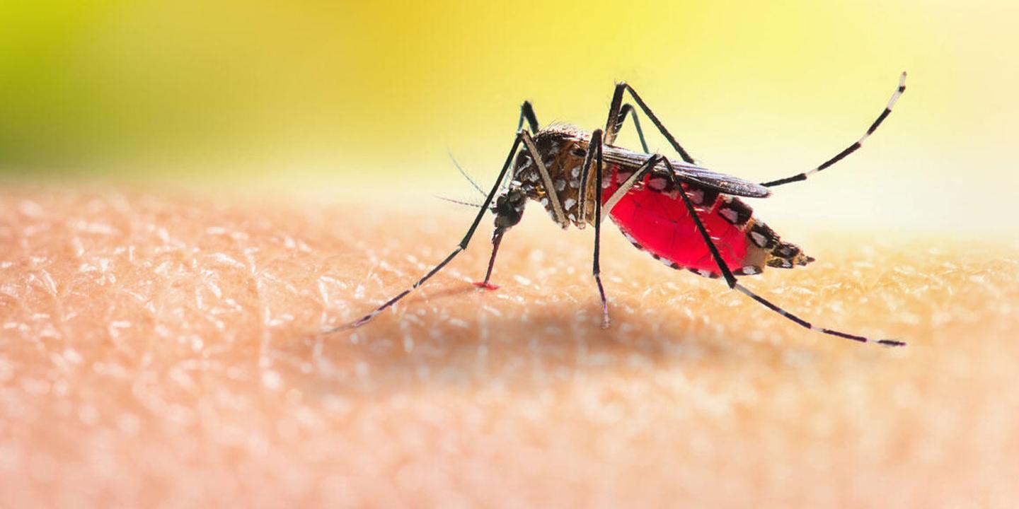 Printemps : les gestes essentiels pour prévenir une invasion de moustiques cet été