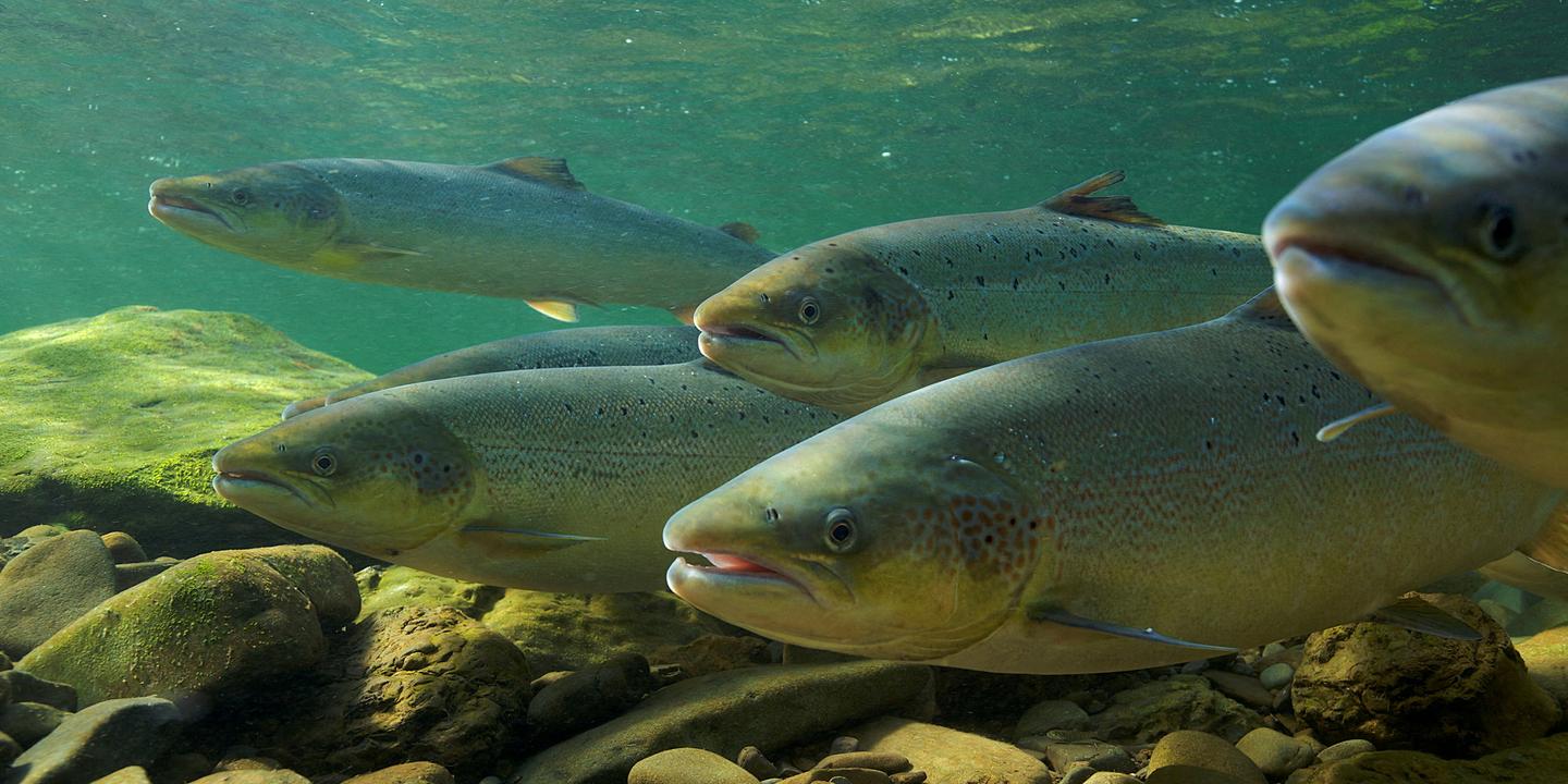 Les poissons migrateurs d'eau douce, espèces parmi les plus menacées au monde