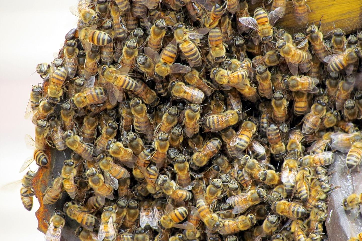 neuf adultes piqués simultanément, des évolutions cliniques très différentes neuf adultes piqués simultanément, des évolutions cliniques très différentes