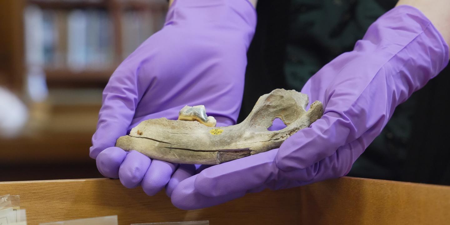 La domestication du chien remonterait à près de 16 000 ans, bien plus ancienne que prévu