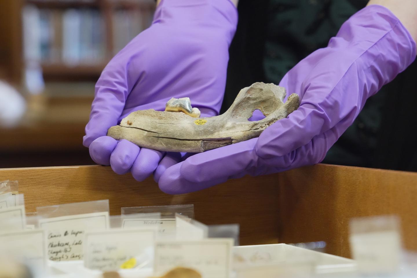 La domestication des chiens daterait de près de 16 000 ans et serait beaucoup plus ancienne qu’imaginé La domestication des chiens daterait de près de 16 000 ans et serait beaucoup plus ancienne qu’imaginé