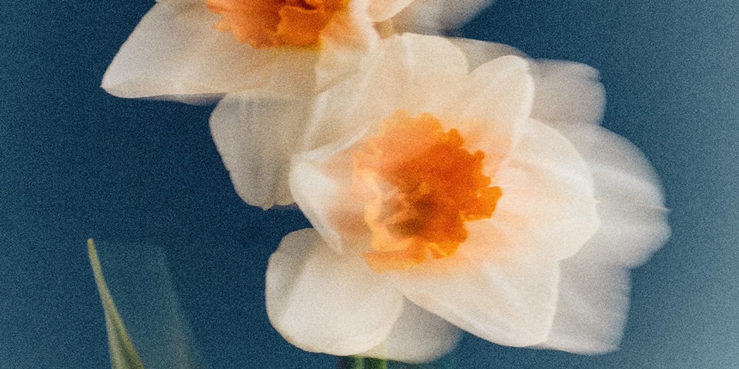Le Narcisse, une Fleur Emblématique du Printemps et de la Parfumerie