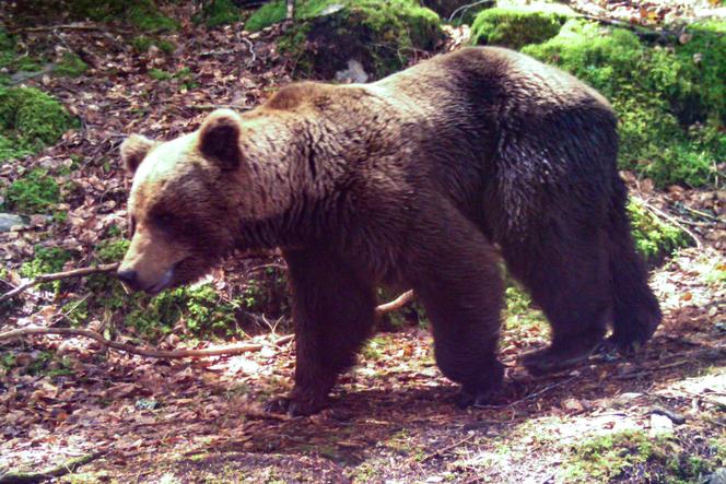 Un ours brun dans un bois près de Melles, dans les Pyrénées françaises, le 4 juin 2021.