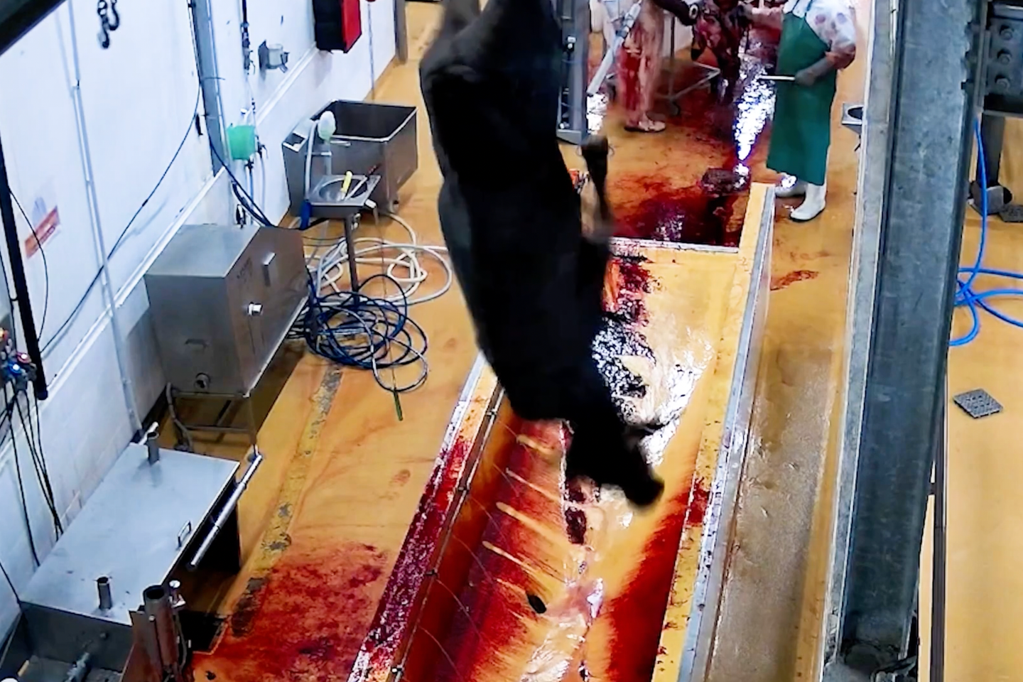 L’association L214 dénonce des « sévices graves » sur des bovins dans un abattoir de Martinique, parfois égorgés alors qu’ils étaient encore vivants L’association L214 dénonce des « sévices graves » sur des bovins dans un abattoir de Martinique, parfois égorgés alors qu’ils étaient encore vivants