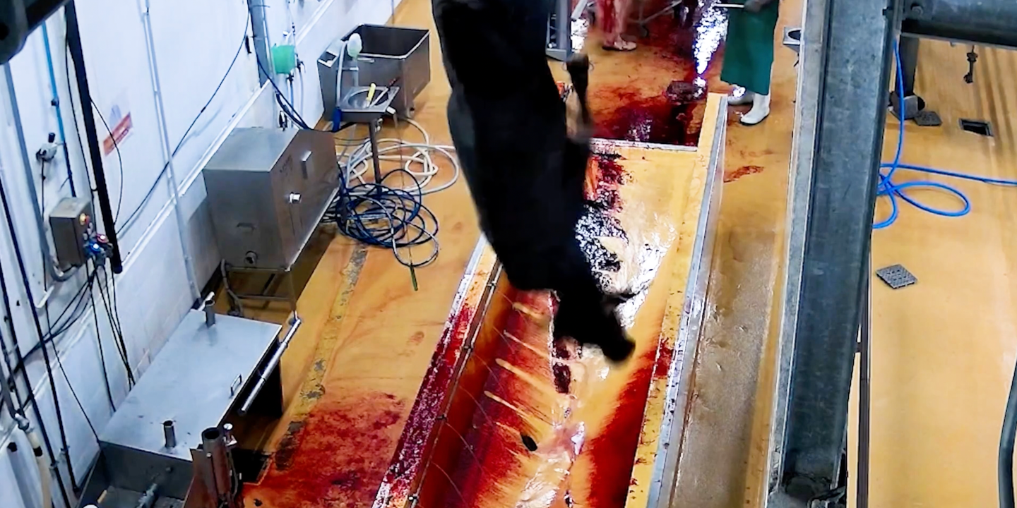 L214 révèle des maltraitances graves dans un abattoir bovin de Martinique