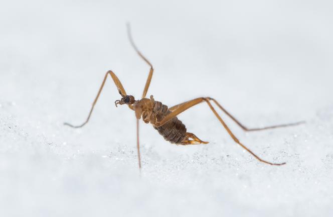 Une nouvelle étude révèle que la mouche des neiges (Chionea alexandriana) combat les températures négatives en générant des pics de chaleur corporelle et en produisant des protéines antigel. 2026.