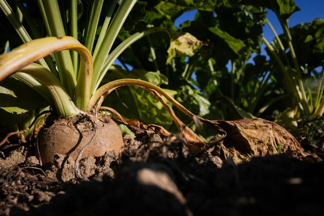 Une betterave sucrière avant la récolte à Saint-Christophe-sur-Condé (Eure), le 11 août 2025.