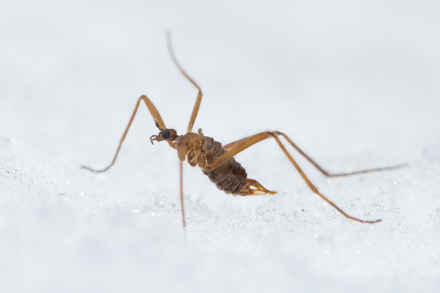 La physiologie controversée de la mouche des neiges, entre ours polaire et poisson arctique