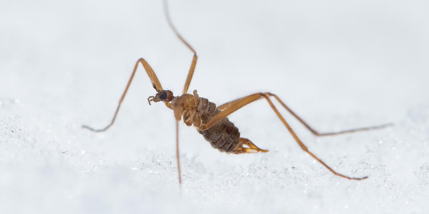 La mouche des neiges : une physiologie unique entre ours polaire et poisson arctique