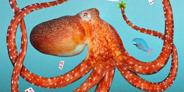 Les animaux font-ils preuve d’une capacité d’abstraction en jouant ?