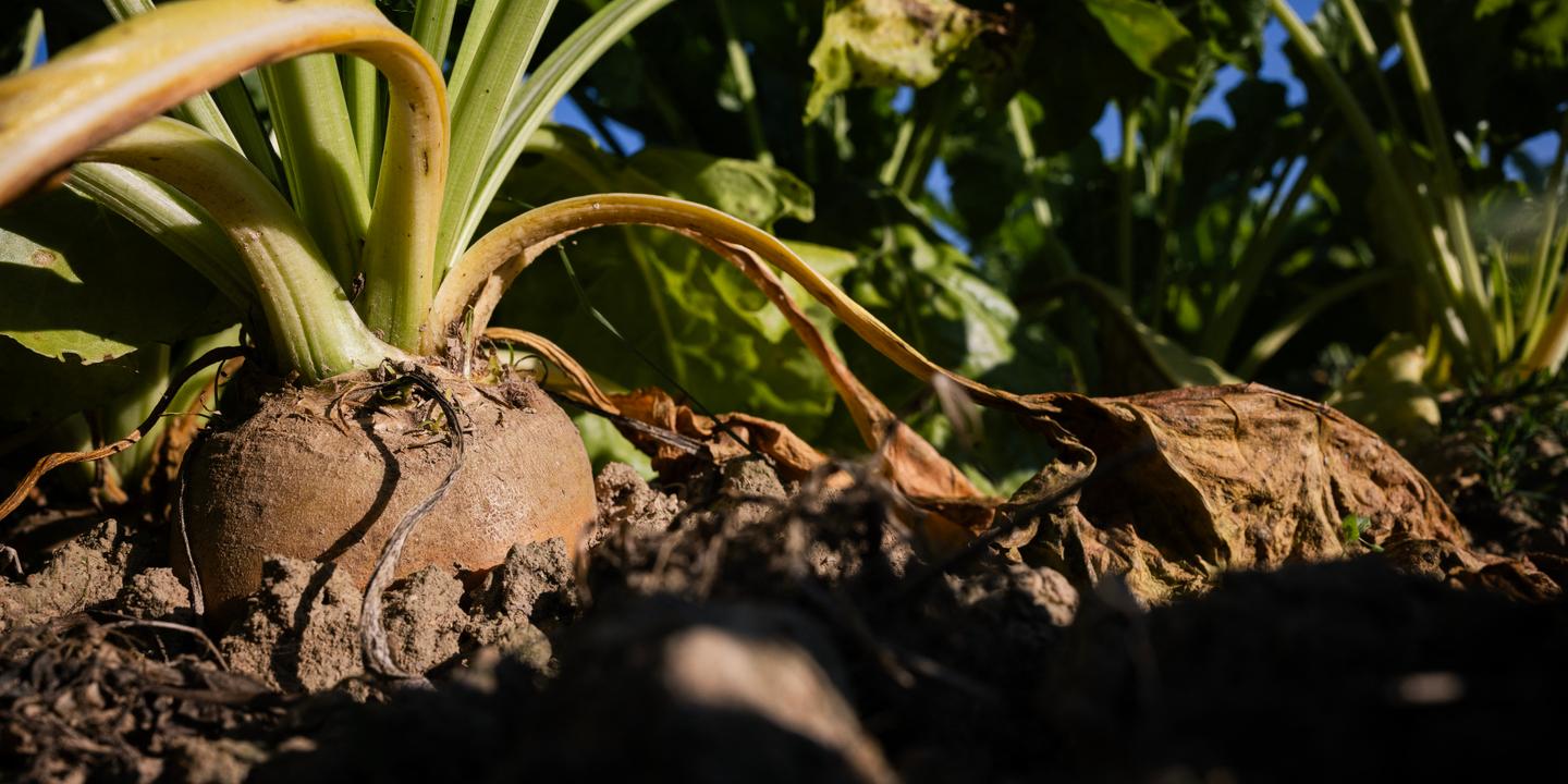 Le sucre roux australien s'apprête à inonder le marché européen