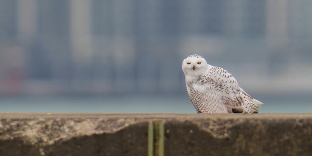 UN Convention grants new protections to 40 species