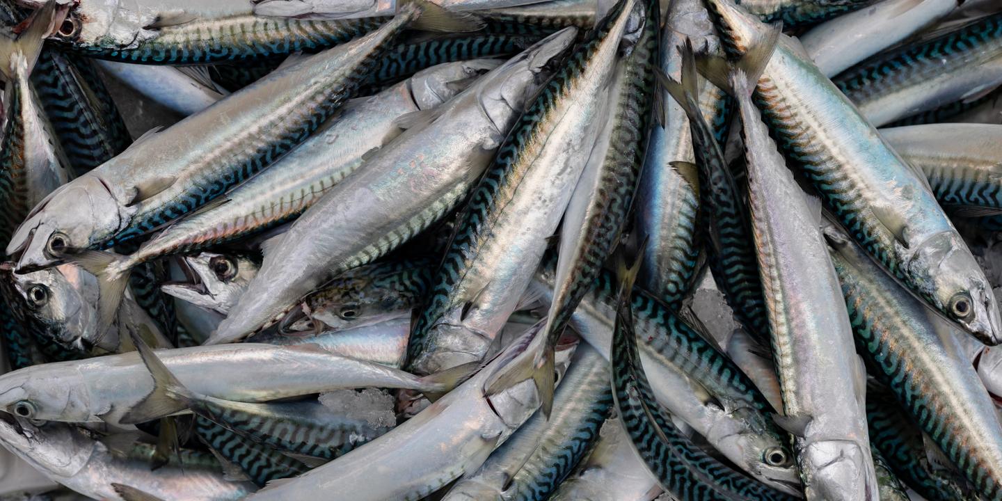 L'UE augmente les quotas de pêche au maquereau malgré les alertes scientifiques sur l'espèce