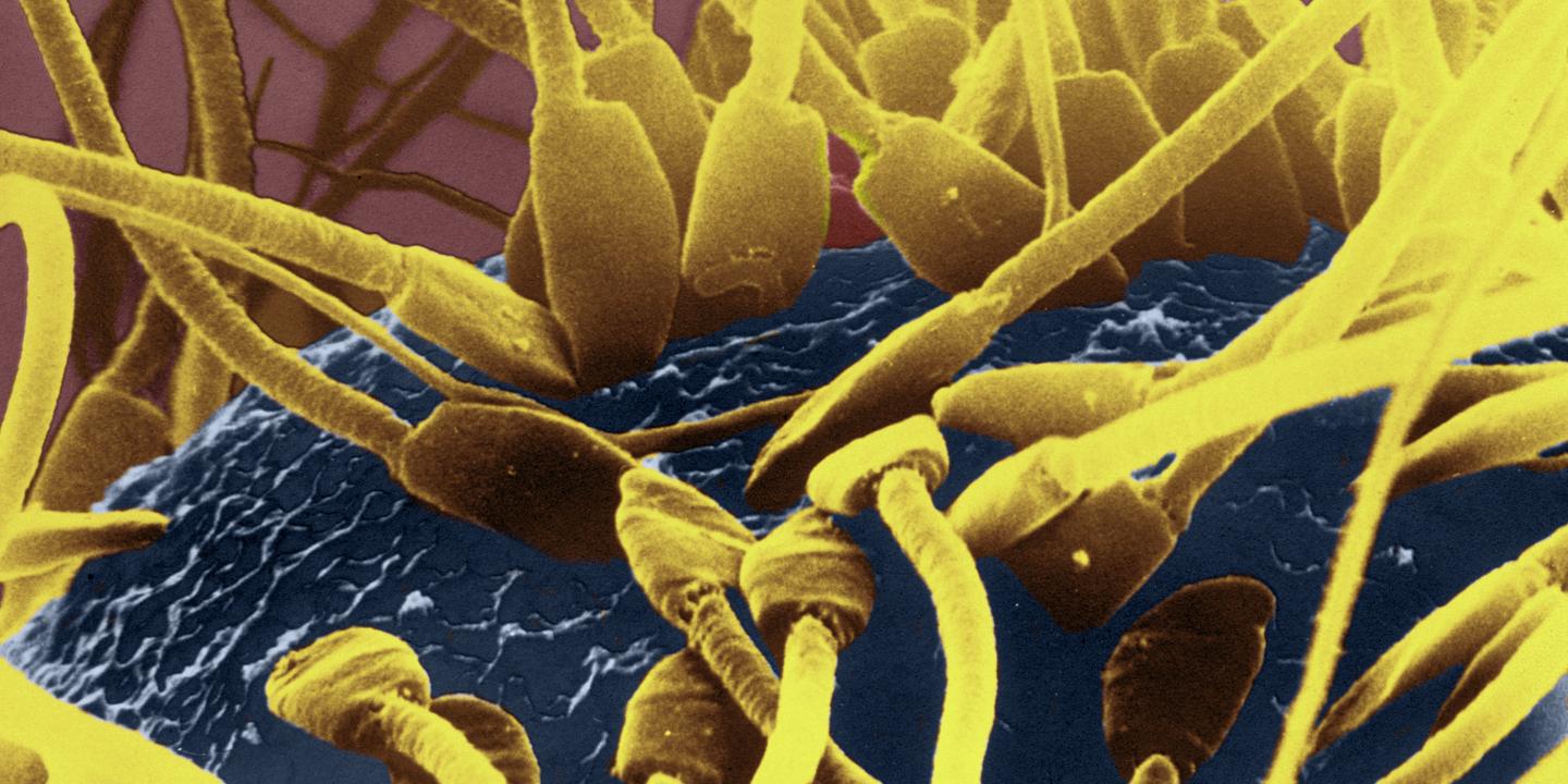 Éjaculer fréquemment améliorerait la qualité du sperme selon une étude