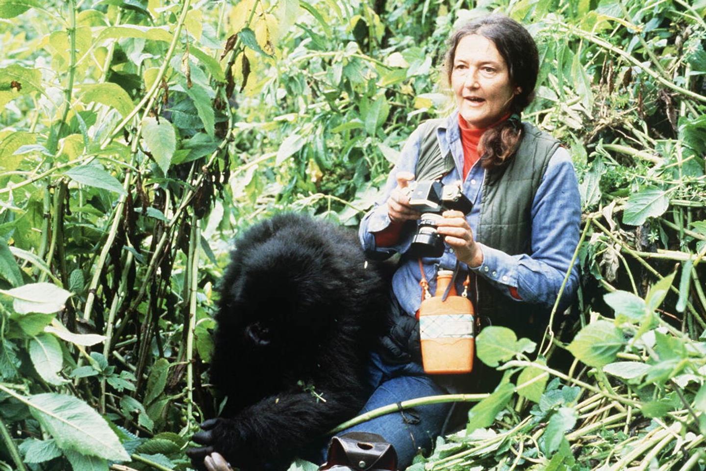 Les derniers secrets de l’affaire Dian Fossey, la primatologue assassinée, en 1985, dans les montagnes rwandaises Les derniers secrets de l’affaire Dian Fossey, la primatologue assassinée, en 1985, dans les montagnes rwandaises