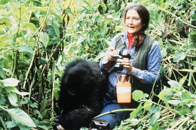 Undated photograph of Dian Fossey with a gorilla in Rwanda.
