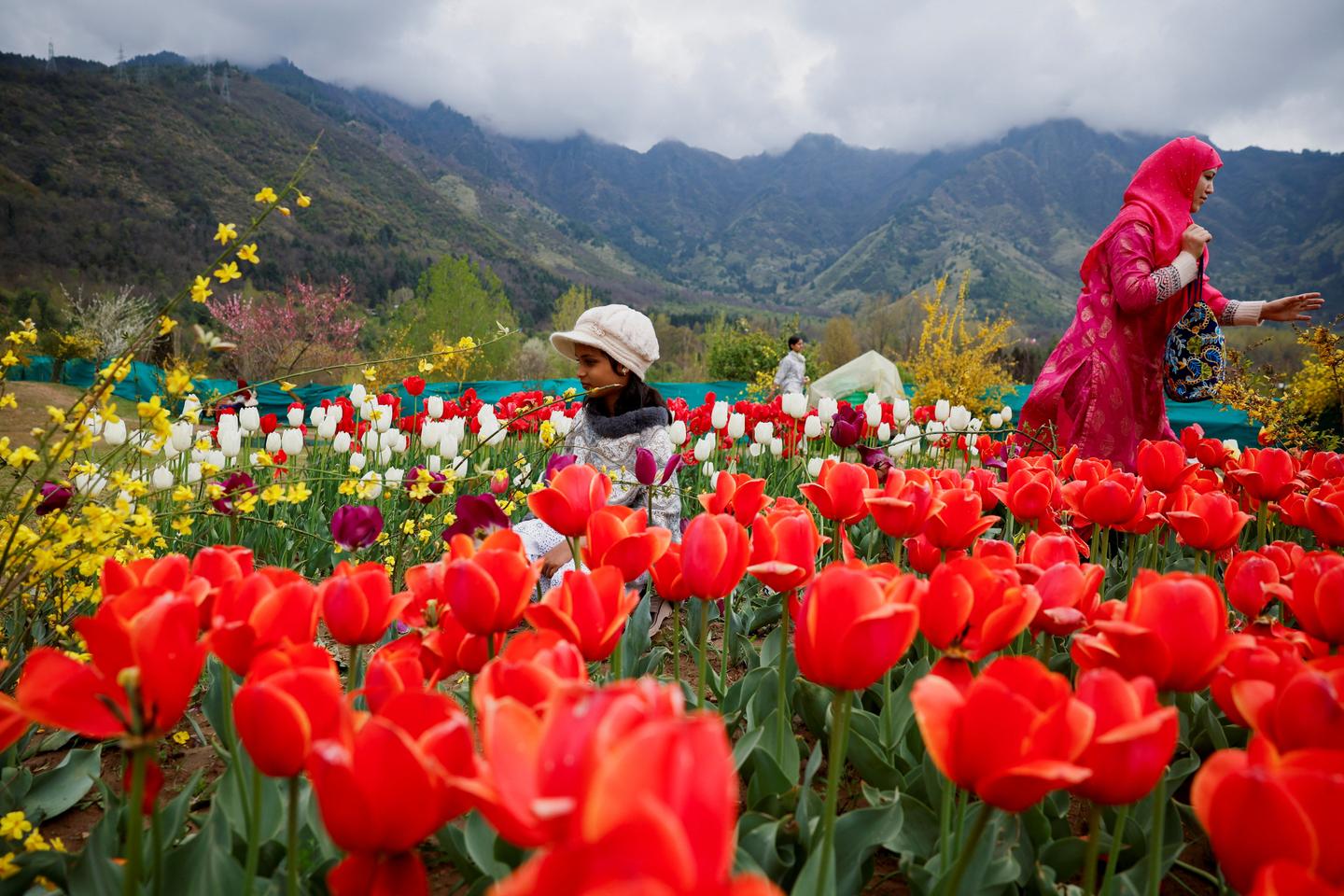Comment les tulipes ont conquis le monde