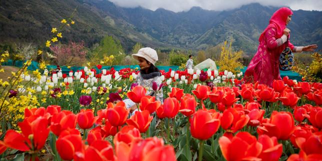 How tulips took over the world