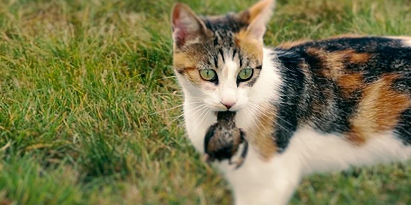 France TV dévoile '30 Millions d'Ennemis' : la face cachée de l'agressivité animale