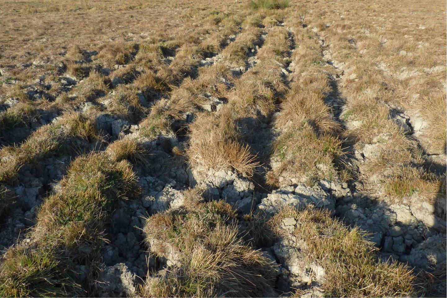 Le mystère des « mottureaux » du Marais poitevin éclairé par la physique des fluides Le mystère des « mottureaux » du Marais poitevin éclairé par la physique des fluides