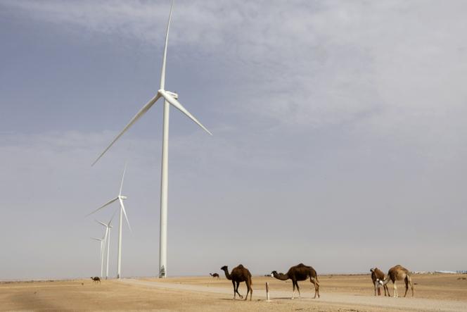 Camelos pastam perto de turbinas eólicas que fornecerão eletricidade a uma usina de dessalinização em construção em Dakhla, Saara Ocidental, em 26 de maio de 2025.