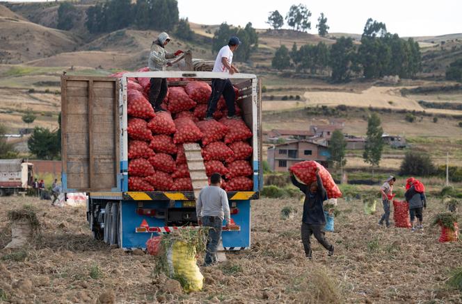 Des agriculteurs péruviens, près de Jauja, dans la région andine centrale de Junin, au Pérou, le 29 mai 2024. 