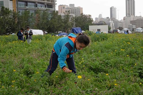 Une jeune fille déplacée cueille des fleurs près de sa tente, dans un campement improvisé pour personnes déplacées, sur le front de mer de Beyrouth, le 2 avril 2026.