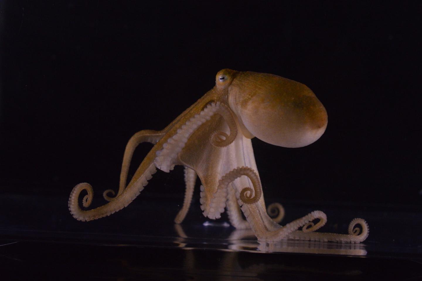 Le huitième tentacule de la pieuvre, un sexe doublé d’un nez