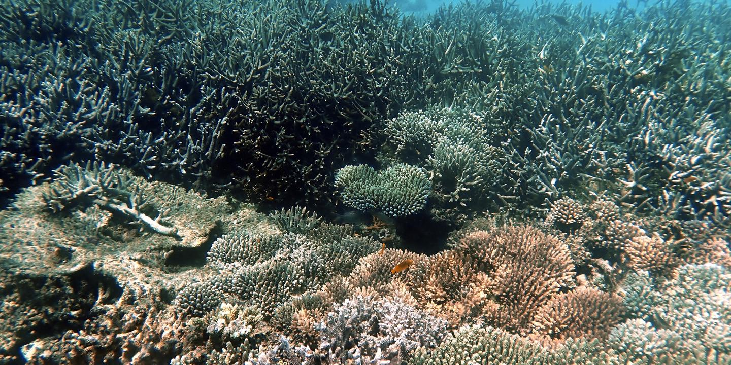 Les océans atteignent des températures record, une alerte pour le climat mondial