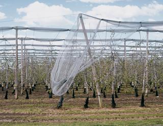 Sur un terrain agricole de Mauguio (Hérault), des manchons ont été disposés au pied des arbres pour les protéger des attaques des lapins, le 27 mars 2026.