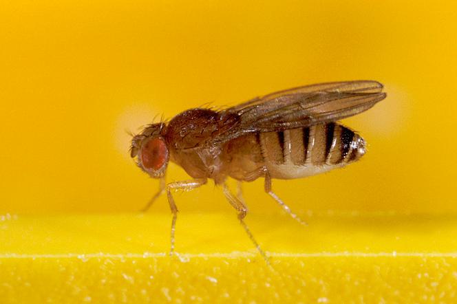 Une drosophile, en avril 2004.