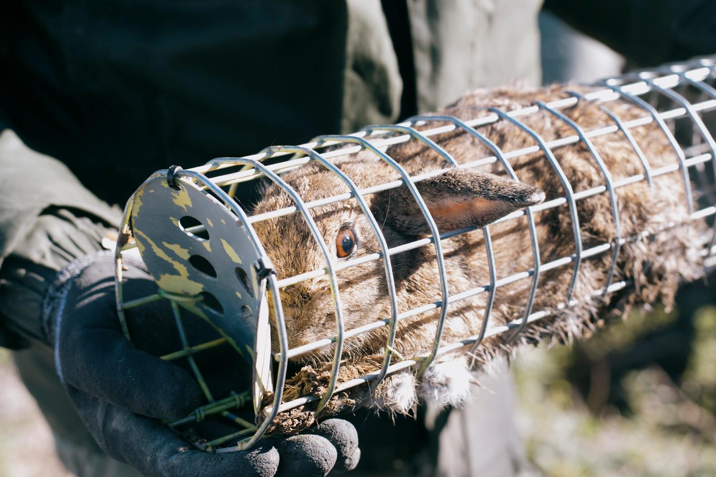 Dans l’Hérault, les lapins prolifèrent et dévorent vignes, blé et légumes, semant la désolation