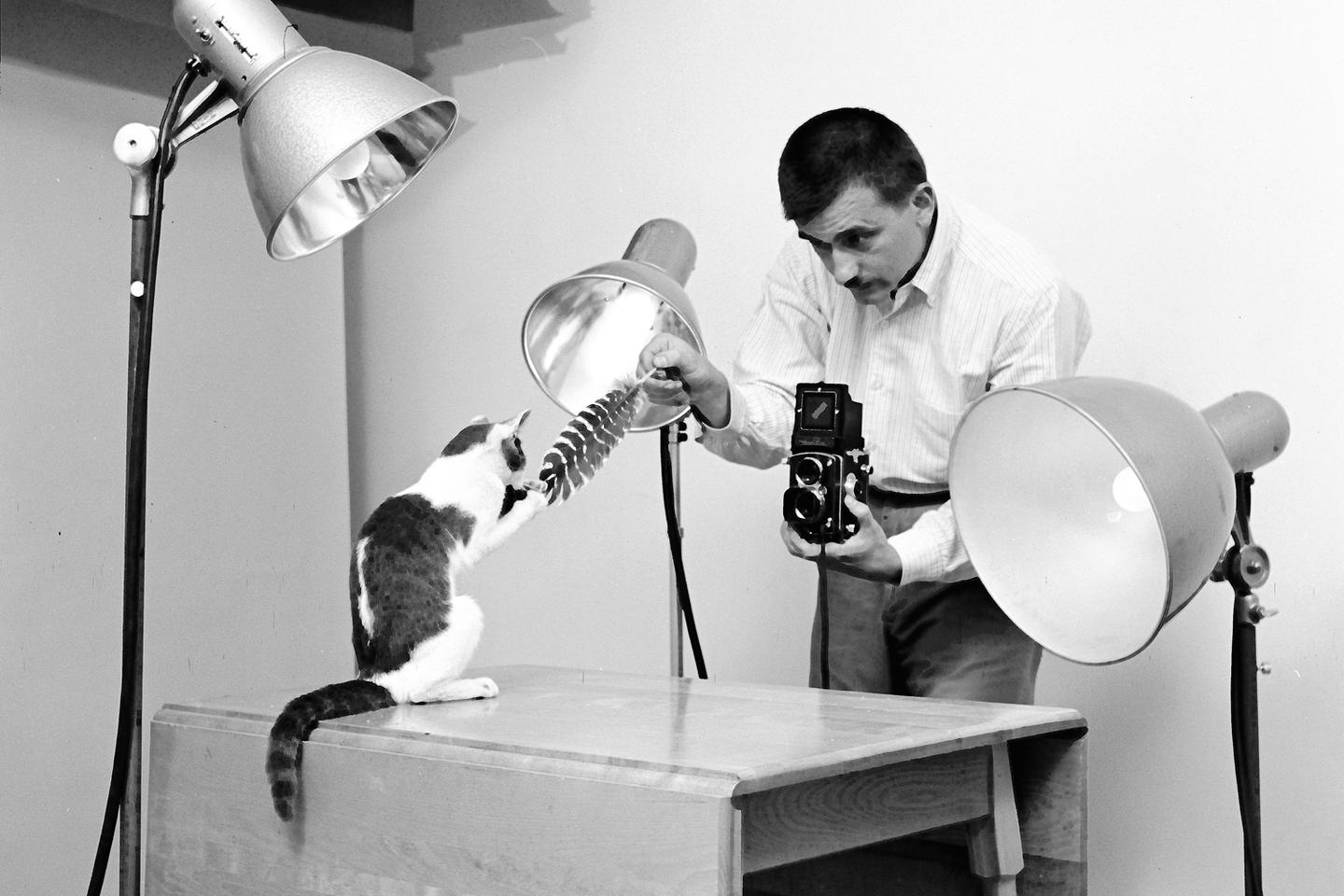 Les chats drôles et expressifs de Walter Chandoha, pionnier de la photographie animalière, réunis dans un livre