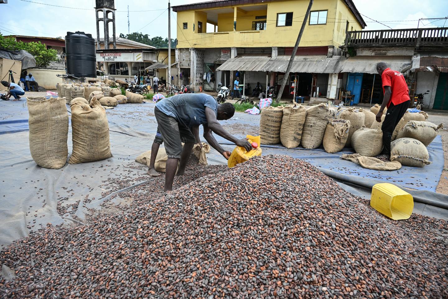 Pourquoi le prix du chocolat continue de grimper alors que les producteurs de cacao sont au bord du gouffre
