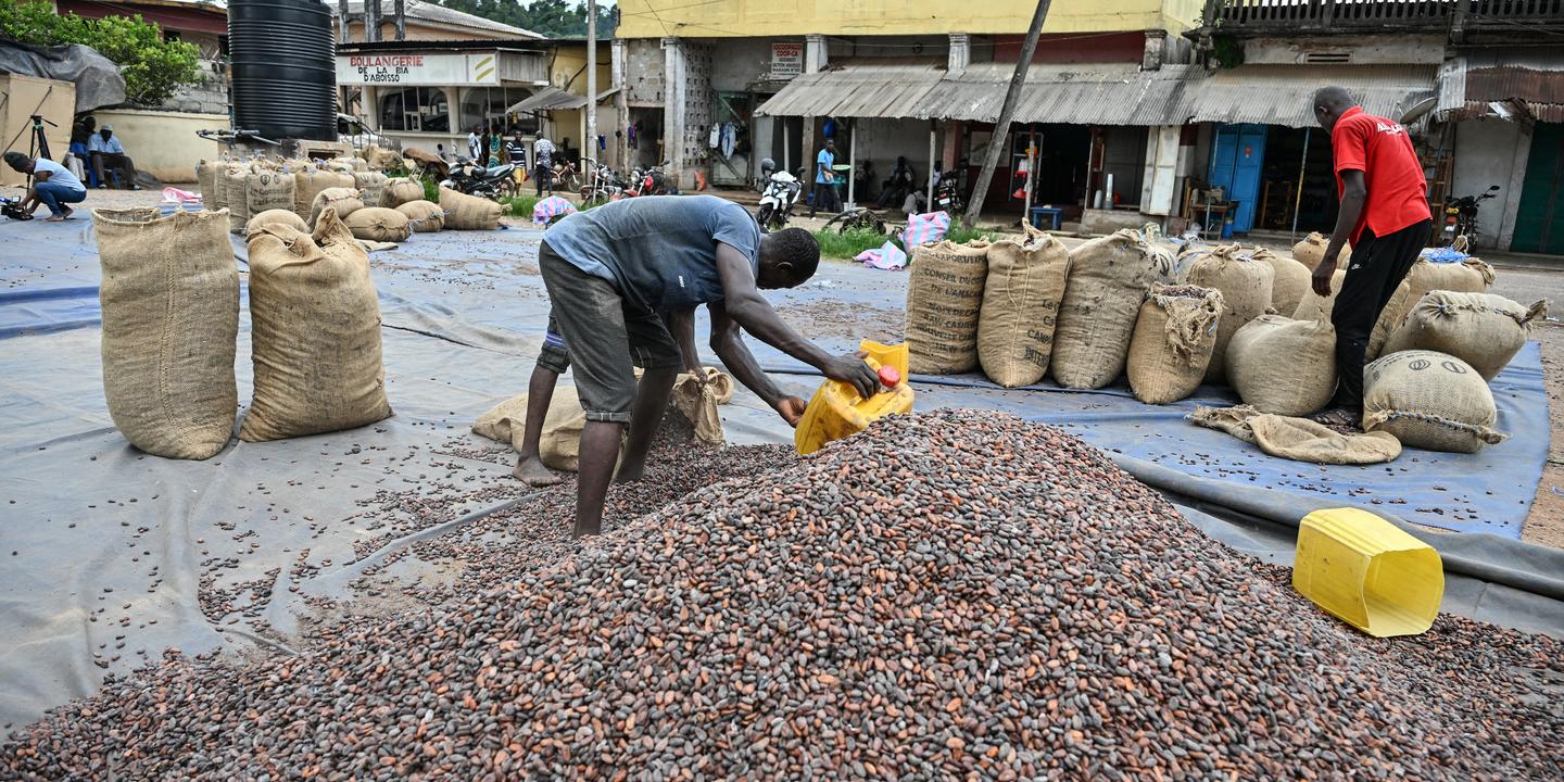 Cacao en crise : pourquoi le prix du chocolat s'envole malgré la détresse des producteurs