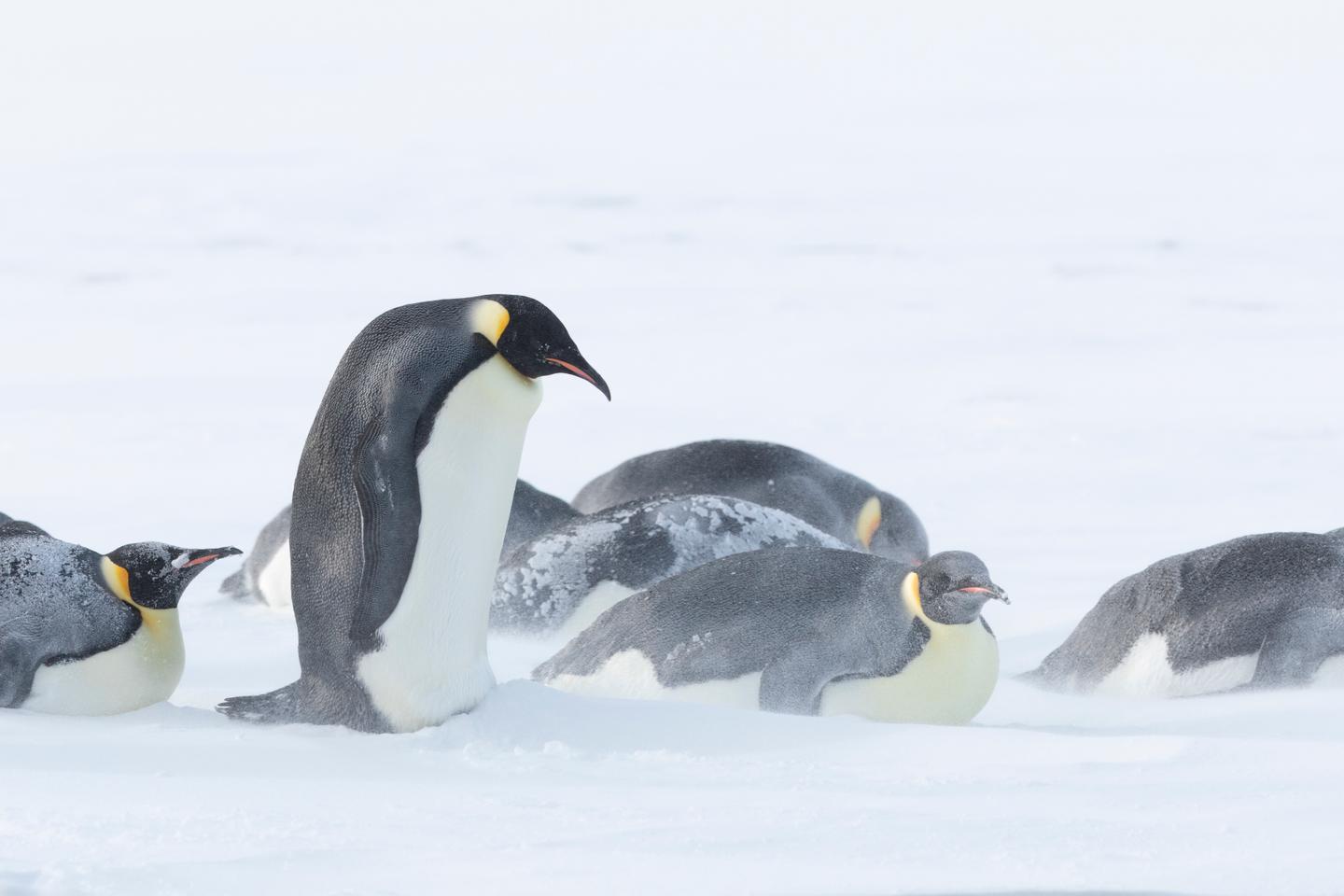 La glace de mer de plus en plus fine en Antarctique se brise sous le poids des manchots empereurs, menacés d’extinction